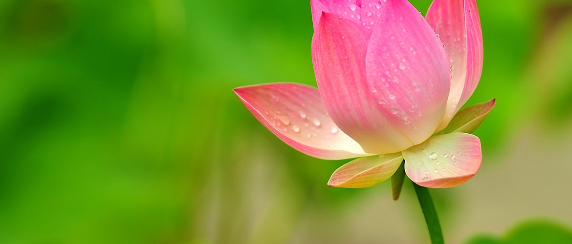 Vườn sen Thái Nguyên nổi tiếng với hình ảnh những bông hoa sen xanh tốt, to đẹp và cùng lúc khoe nét đẹp hoàn hảo. Nếu bạn đam mê hoa sen và muốn tìm hiểu thêm về loài hoa đặc biệt này, hãy xem hình ảnh này. Đảm bảo bạn sẽ không thất vọng.